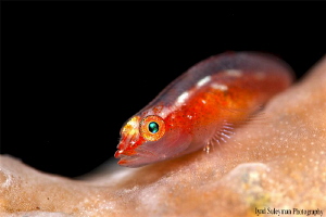Whip Coral Goby Fish by Iyad Suleyman 